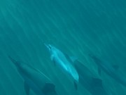 Swimming with Hawaiian Spinner Dolphins in Maui