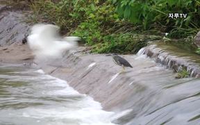 The Striated Heron - Animals - VIDEOTIME.COM