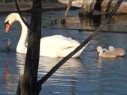 Swan Scenes