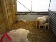 “Little Babies” Lambs Nursing