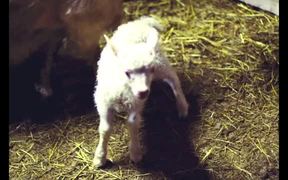 Sheep - Animals - VIDEOTIME.COM