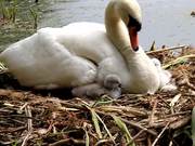 Swan and Her Babies