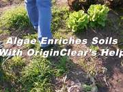OriginClear Harvests Highly-Concentrated Algae