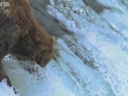 Funny Green Screen videos - Fishy Bears
