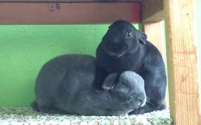 Grooming with Friends - Animals - VIDEOTIME.COM