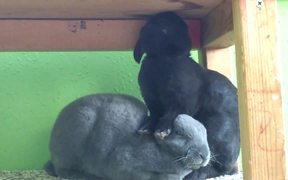 Grooming with Friends - Animals - VIDEOTIME.COM