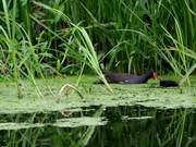 Moorhen with Chick