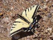 Papilio Multicaudata
