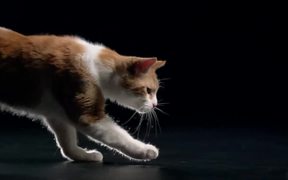 Mars Petcare Commercial: Temptations Tumblers - Commercials - VIDEOTIME.COM