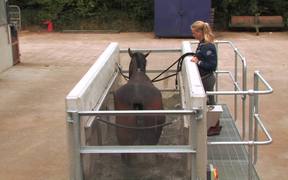 Aqua Equine Treadmill with Camilla Speirs - Animals - VIDEOTIME.COM