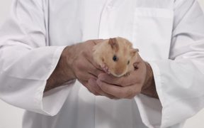 Testicular Cancer PSA: Furballs - Commercials - VIDEOTIME.COM