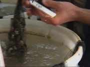 Creating a Better Breed of Mussel