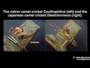 Researchers in Studying Camel Crickets
