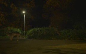 Canon Commercial: Urban Deer - Commercials - VIDEOTIME.COM