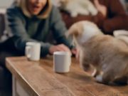 McVitie’s Commercial: Christmas Animal Choir