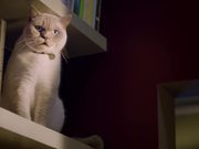 Young’s Gastro Commercial: Sad Adorable Cat