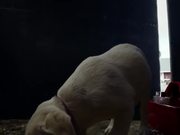 Budweiser Commercial: Lost Dog