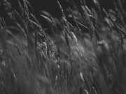 Black&White Meadow