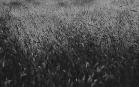 Black&White Meadow