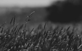 Black&White Meadow - Fun - VIDEOTIME.COM