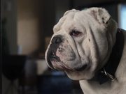Coldwell Banker Video: Home’s Best Friend