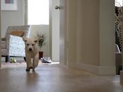 Coldwell Banker Video: Home’s Best Friend