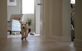 Coldwell Banker Video: Home’s Best Friend - Commercials - VIDEOTIME.COM