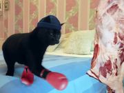Mars Temptations Video: Cat vs. Mouse