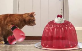 Mars Temptations Video: Cat vs. Mouse - Commercials - VIDEOTIME.COM