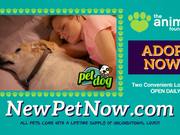 Animal Foundation Campaign: Pets: Dog