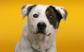 Pedigree Commercial: Doggie Dentures - Commercials - VIDEOTIME.COM