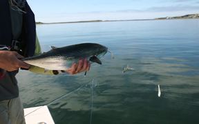 Saltwater Fly Fishing - Sports - VIDEOTIME.COM