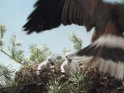 Old Spice Campaign: Nest