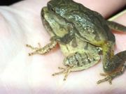 Temperate Frog Breeding Site Preference