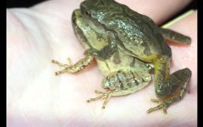 Temperate Frog Breeding Site Preference