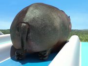 France 3 Video: Hippopotame - Toboggan