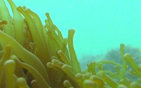 Fish from Baronjan - Animals - VIDEOTIME.COM
