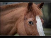 A Bit of Equine Photography Training