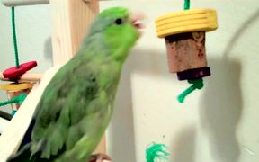Kiwi’s Bird Gym - Animals - VIDEOTIME.COM