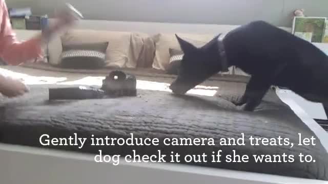 Conditioning and Desensitizing Dogs to Cameras