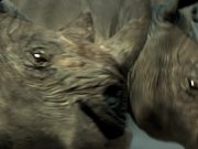 Yarra Trams Beware The Rhino Cinema Ad