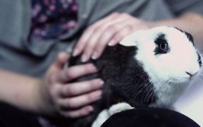Ohio House Rabbit Rescue - Animals - VIDEOTIME.COM