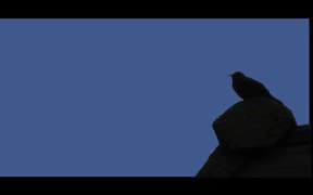 Blackbird - Song - Music - VIDEOTIME.COM
