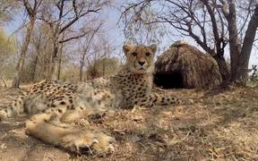 Cheetah Toy - Animals - VIDEOTIME.COM