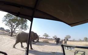 Elephant Attack - Animals - VIDEOTIME.COM