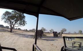 Elephant Attack - Animals - VIDEOTIME.COM