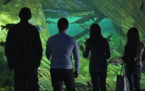 Ripley’s Aquarium Of Canada - Commercials - VIDEOTIME.COM