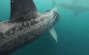 Basking Shark - Animals - Videotime.com