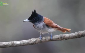 Birds of Sahyadri :Asian Paradise Flycatcher - Animals - VIDEOTIME.COM
