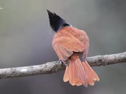 Birds of Sahyadri :Asian Paradise Flycatcher